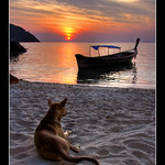 Dog Sunset @ Koh Lipe, Thailand
