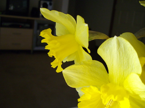 Daffodil closeup