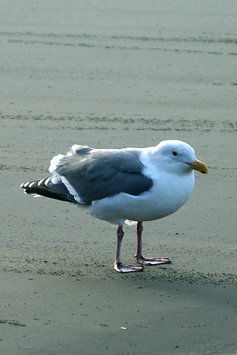 Seagull on a windy day