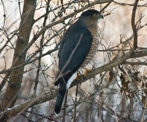 Still debating what kind of hawk this is.