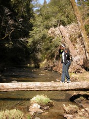 Ann crosses the creek on a fallen log