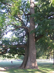 The Dancing Trees of Overton Park