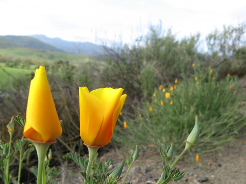 Poppies on the Stile Ranch Trail