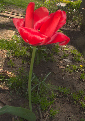 Volunteer Tulip