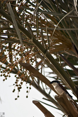 Bird on date palm 03
