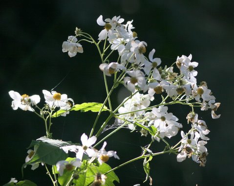 un id white flower nandi hills 251107