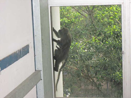 Monkey at University Malaya
