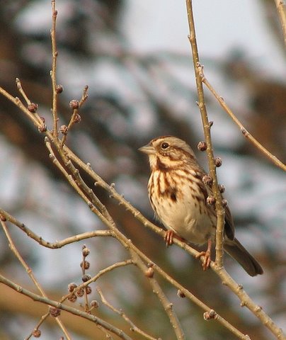 another view of song sparrow