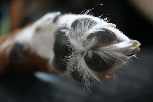 Socky's Hairy Paw