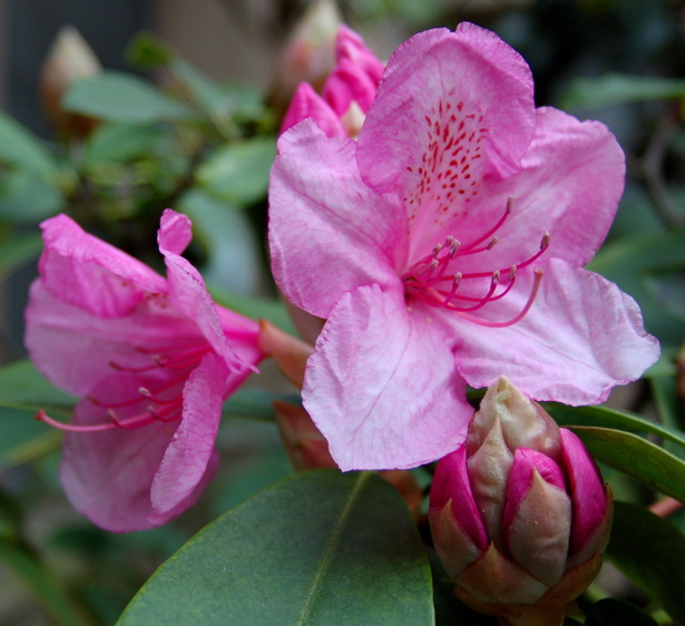 rhododendron_return_bloomed