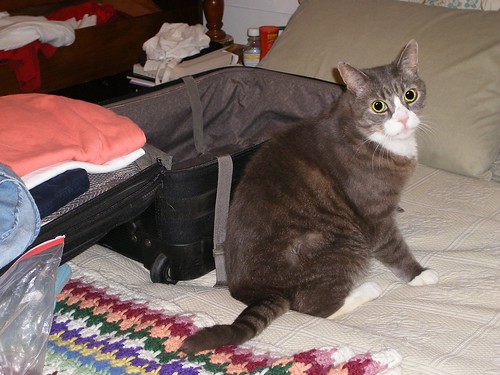 LB Guarding My Suitcase
