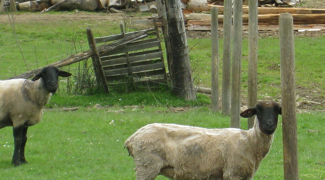 Neighbour Sheep