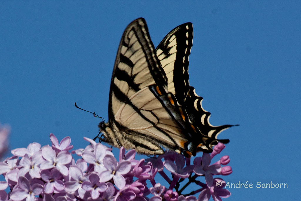 Eastern Tiger Swallowtail (Papilio glaucus)-8.jpg