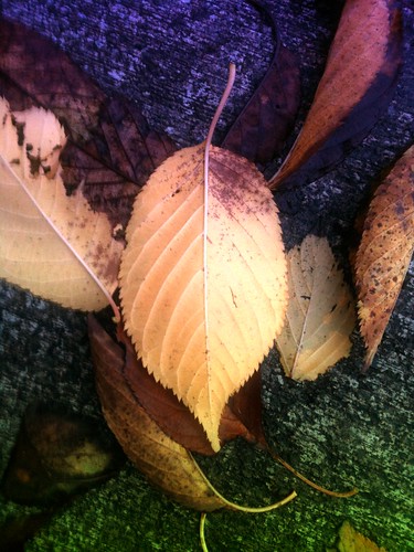 Day 157 - Leaf by dragonsinger