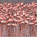 Flamingo by Wild Dogger