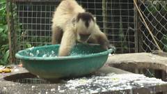 Monkey playing with his food