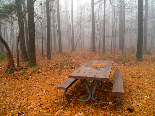 Foggy picnic