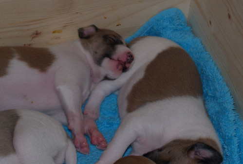 Animagi-Whippets: puppies 15 days old