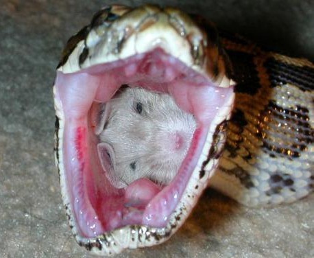 serpiente comiendo a ratón