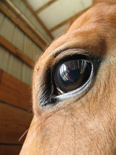 A horse's eye view in Slidell, Louisiana, USA