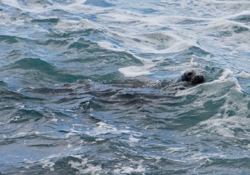 Seal (1)