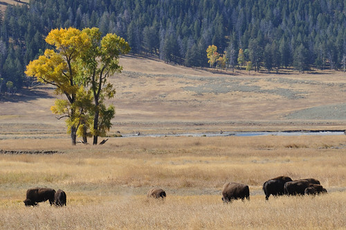 Bison Herd, Lamar Valley, Yellowstone NP