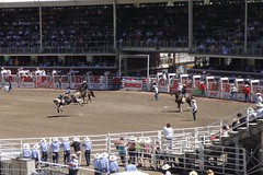 Calgary Stampede Rodeo - Saddle Bronc