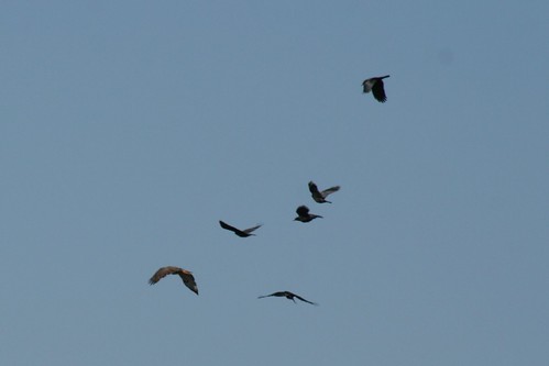 Red-tail Mobbed by Crows