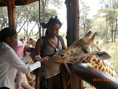 Becky shows me how to feed the giraffes