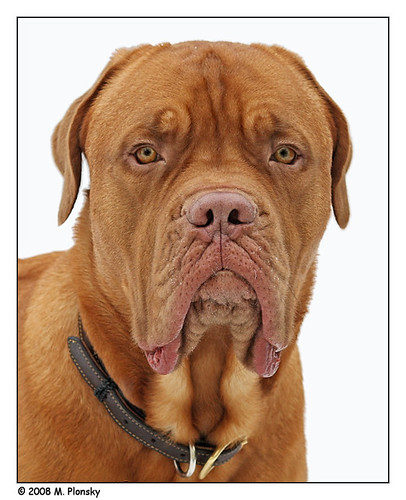 French Mastiff or Dogue de Bordeaux by mplonsky. From mplonsky