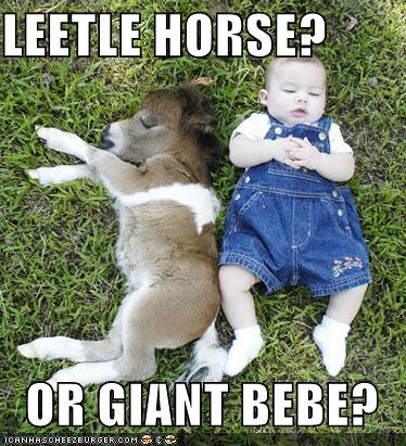 funny-pictures-little-horse-