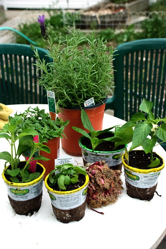 Plants for the Garden