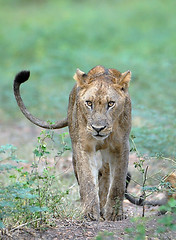 Young Lion, South Luangwa, Zambia