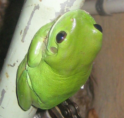 cropped frog