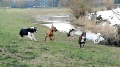 dogs on the run by lekym
