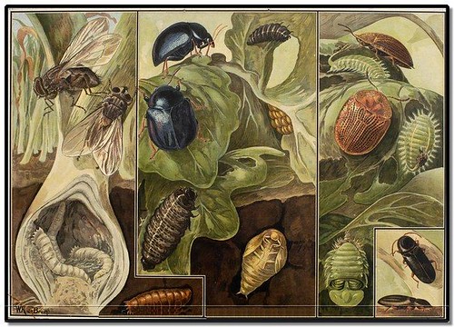 Beetles - Zoological Wallcharts 1900-1950