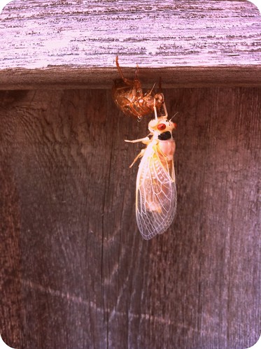 cicada