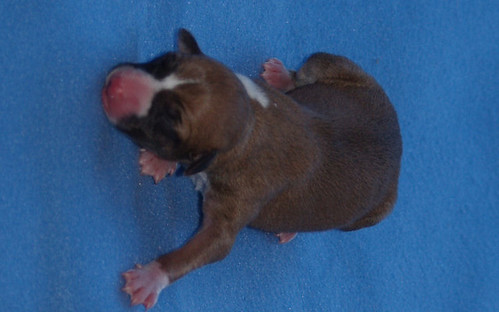 Animagi Welpen (Whippet) / puppys; 1 day old; Hündin7