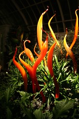 Chihuly Nights at Phipps Conservatory
