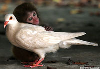 monkeypigeonlove