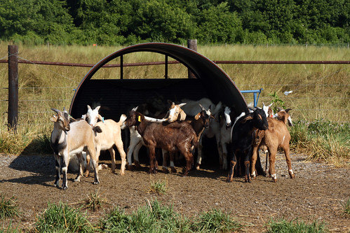 Goats using their port-a-hut shelters