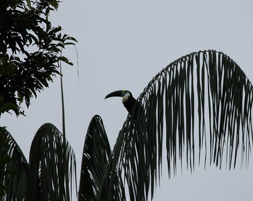 White-throated toucan