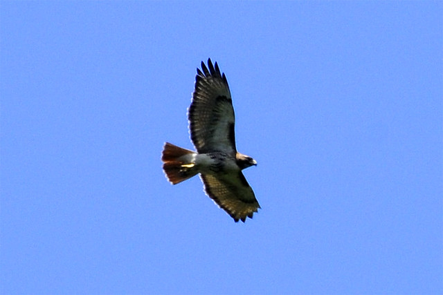 Kellie's Red-tailed Hawk
