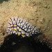 Phyllidia seaslug