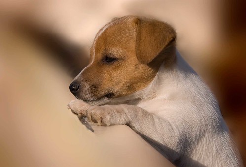 Jack-Russell-puppy by John_Guthrie.