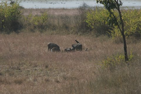 boar and babies feasting at a predator's kill 231207