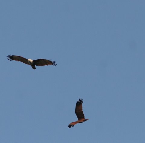 two brahminy kites lalbagh 010308