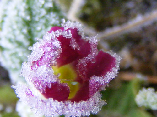 Frosted flower. by stormlover2007.