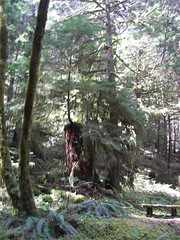 Little tree big stump