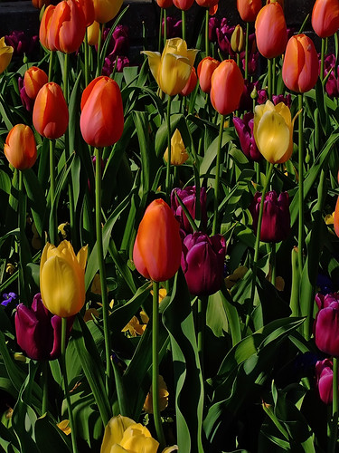 Missouri Botanical ("Shaw's") Garden, in Saint Louis, Missouri, USA - tulips 2